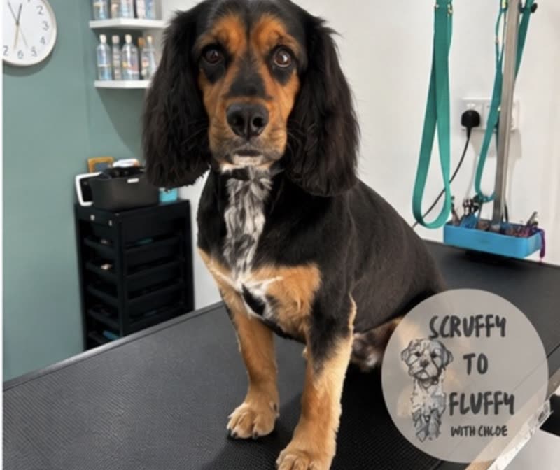 A freshly groomed cocker spaniel on the grooming table in the salon