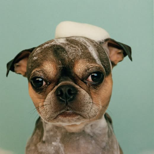 A small dog being bathed in a grooming tub