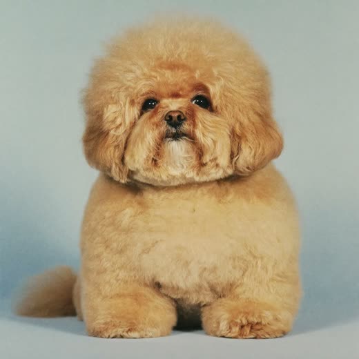 A dog's coat being trimmed with grooming scissors